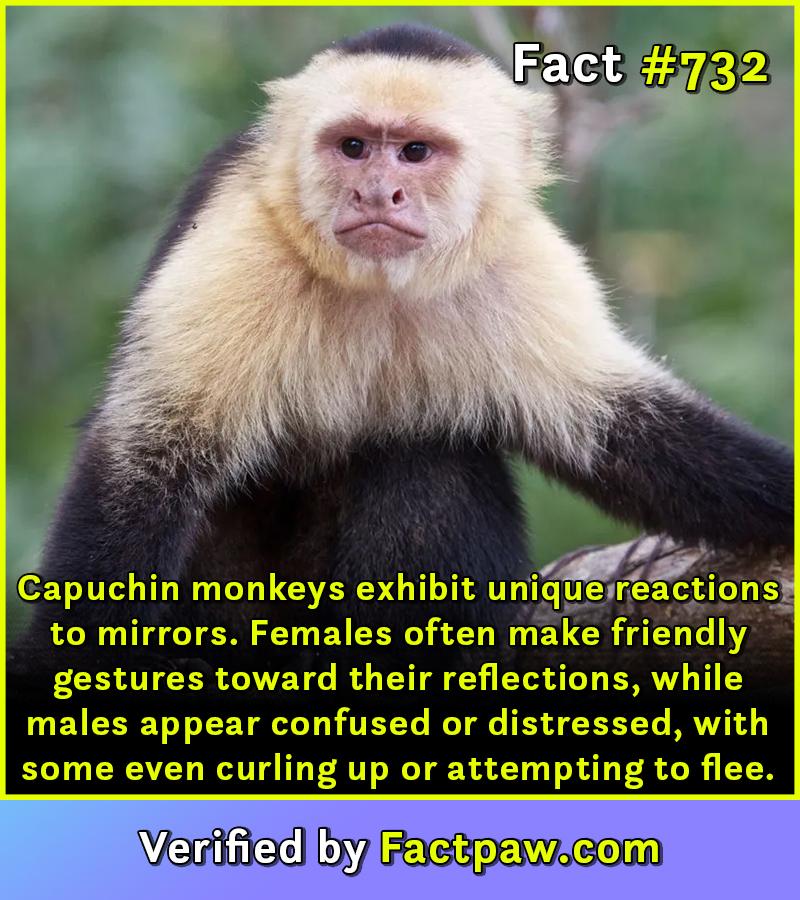 Capuchin monkeys exhibit unique reactions to mirrors. Females often make friendly gestures toward their reflections, while males appear confused or distressed, with some even curling up or attempting to flee.