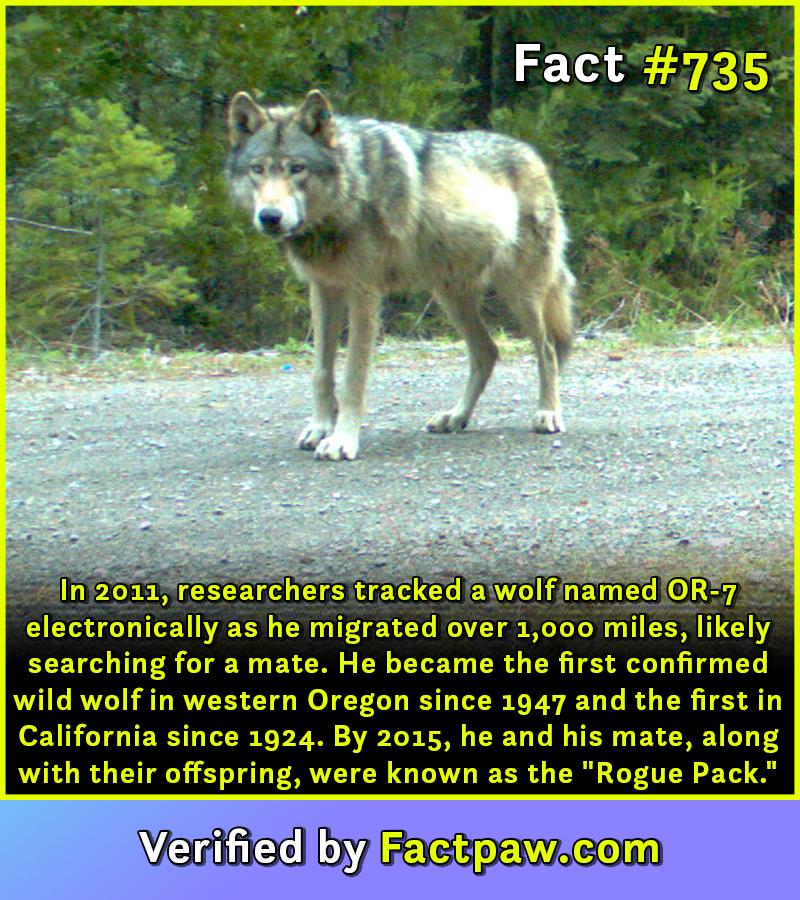 In 2011, researchers tracked a wolf named OR-7 electronically as he migrated over 1,000 miles, likely searching for a mate. He became the first confirmed wild wolf in western Oregon since 1947 and the first in California since 1924. By 2015, he and his mate, along with their offspring, were known as the "Rogue Pack."