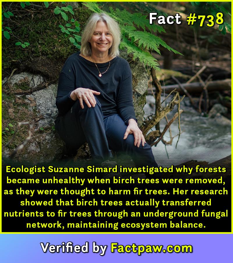 Ecologist Suzanne Simard investigated why forests became unhealthy when birch trees were removed, as they were thought to harm fir trees. Her research showed that birch trees actually transferred nutrients to fir trees through an underground fungal network, maintaining ecosystem balance.